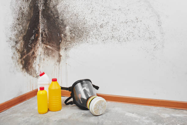 Best Mold Remediation  in Hale Center, TX