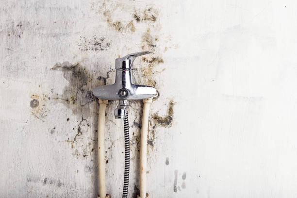 Best Mold Removal Company Near Me  in Hale Center, TX