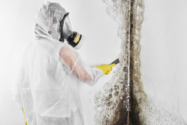Best Mold Damage Repair  in Hale Center, TX