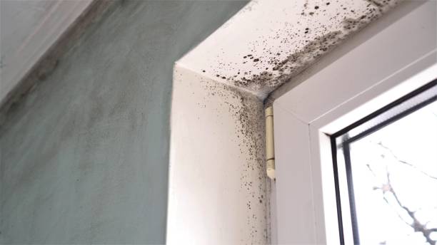Best Certified Mold Removal  in Hale Center, TX