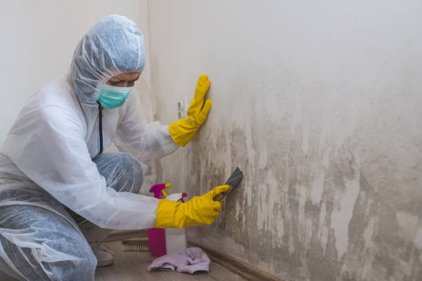 Best Attic Mold Removal  in Hale Center, TX