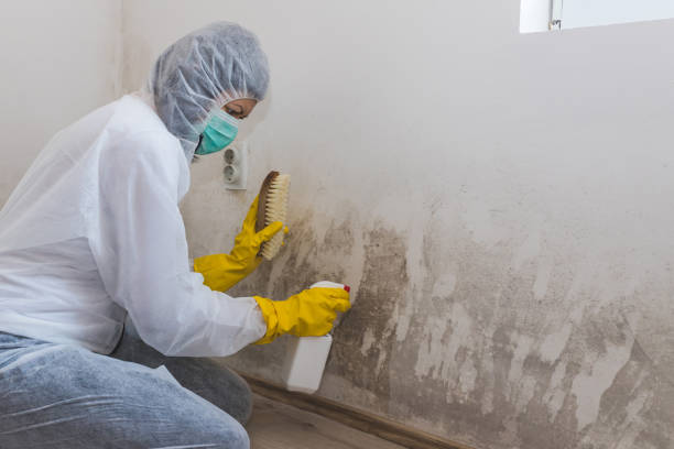 Home Mold Removal in Hale Center, TX