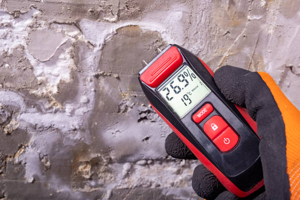 Best Office Mold Removal Services  in Hale Center, TX