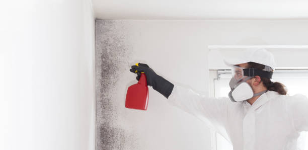 Best Mold Removal Near Me  in Hale Center, TX