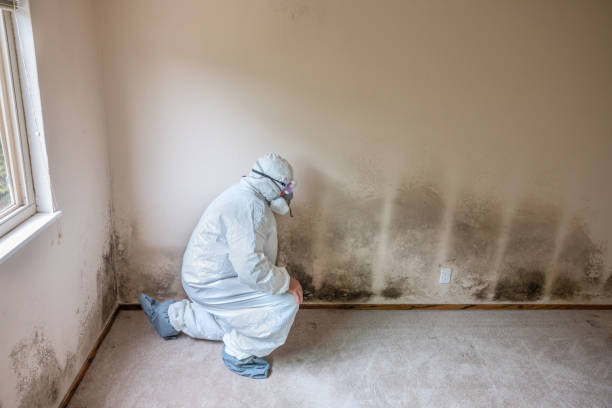 Best Professional Mold Removal  in Hale Center, TX