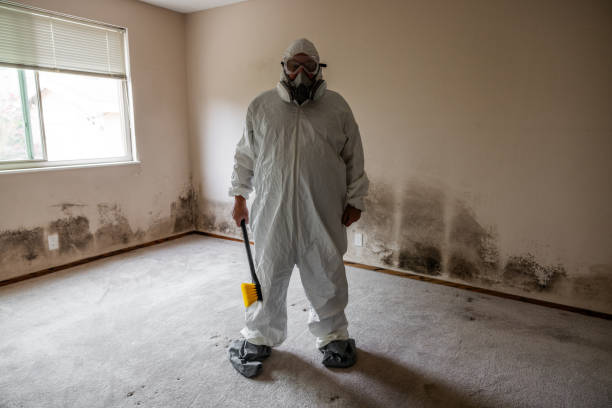 Best Mold Cleaning Services  in Hale Center, TX