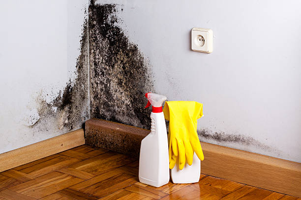 Reliable Hale Center, TX Mold Removal Solutions