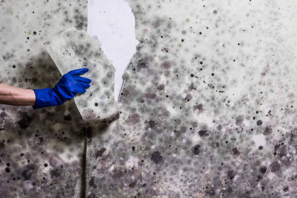 Best Fast Mold Removal  in Hale Center, TX