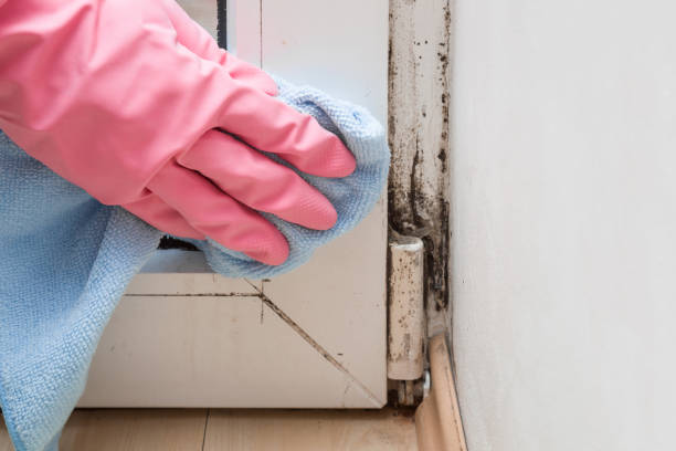 Best Same-Day Mold Removal  in Hale Center, TX